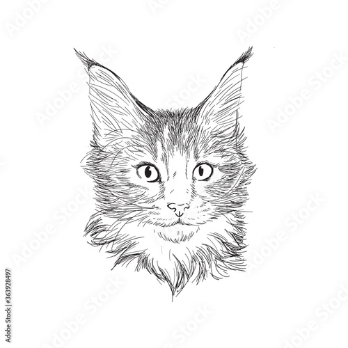 Hand drawn portrait of maine coon cat in sketch style. Vector illustration isolated on white