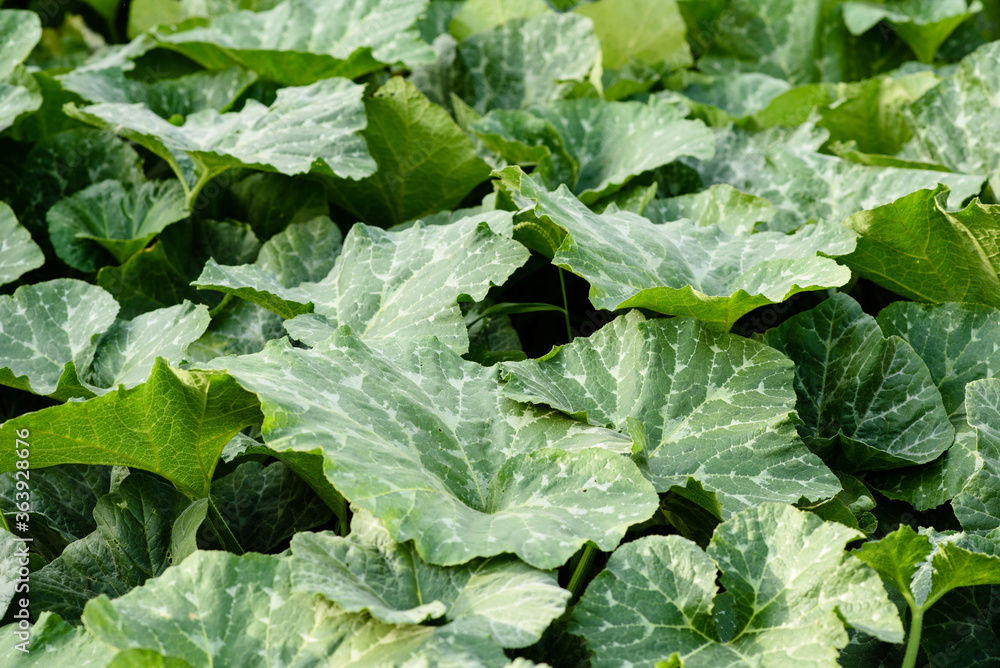 Green bright leaves of pumpkin bush on a home plot