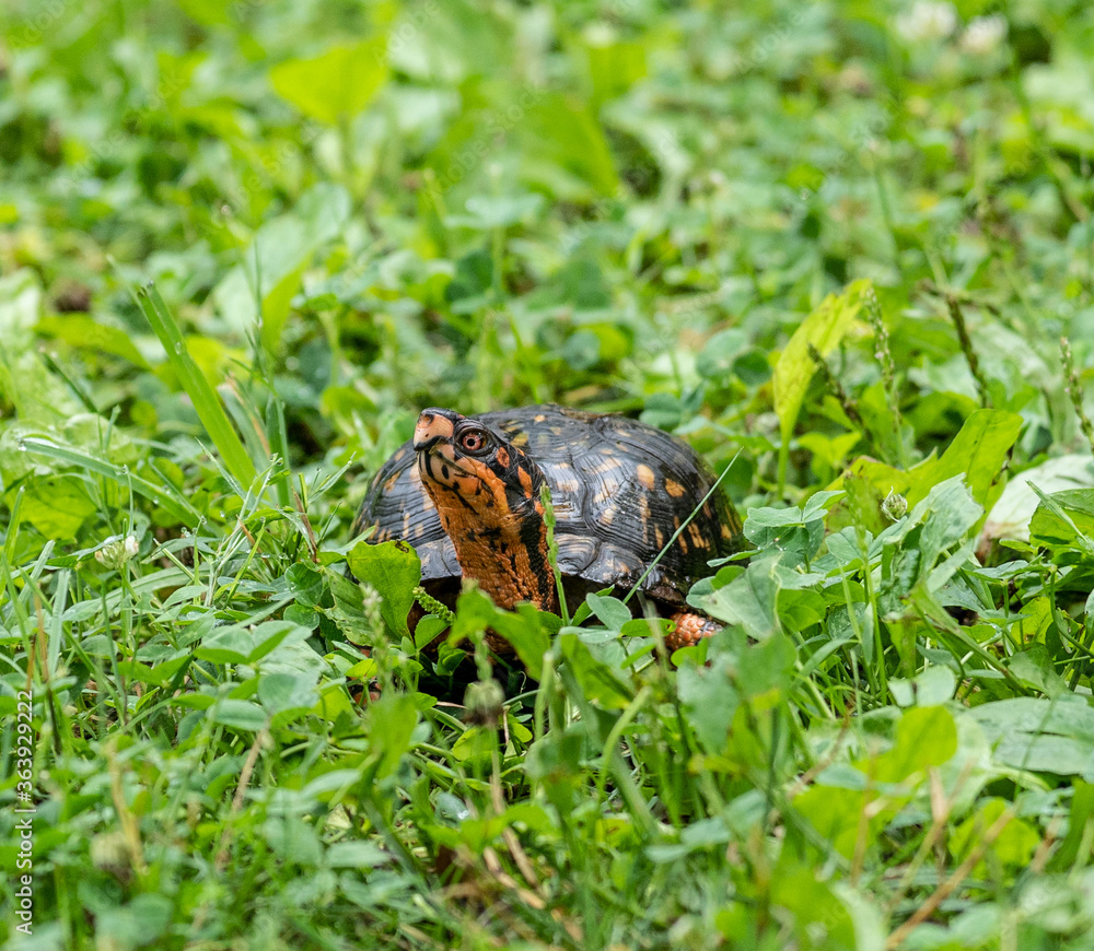 Eastern Box Turtle (Terrapene carolina Carolina) has bright coloration including red eyes. Eastern Box Turtle (Terrapene carolina Carolina) has bright coloration including red eyes.