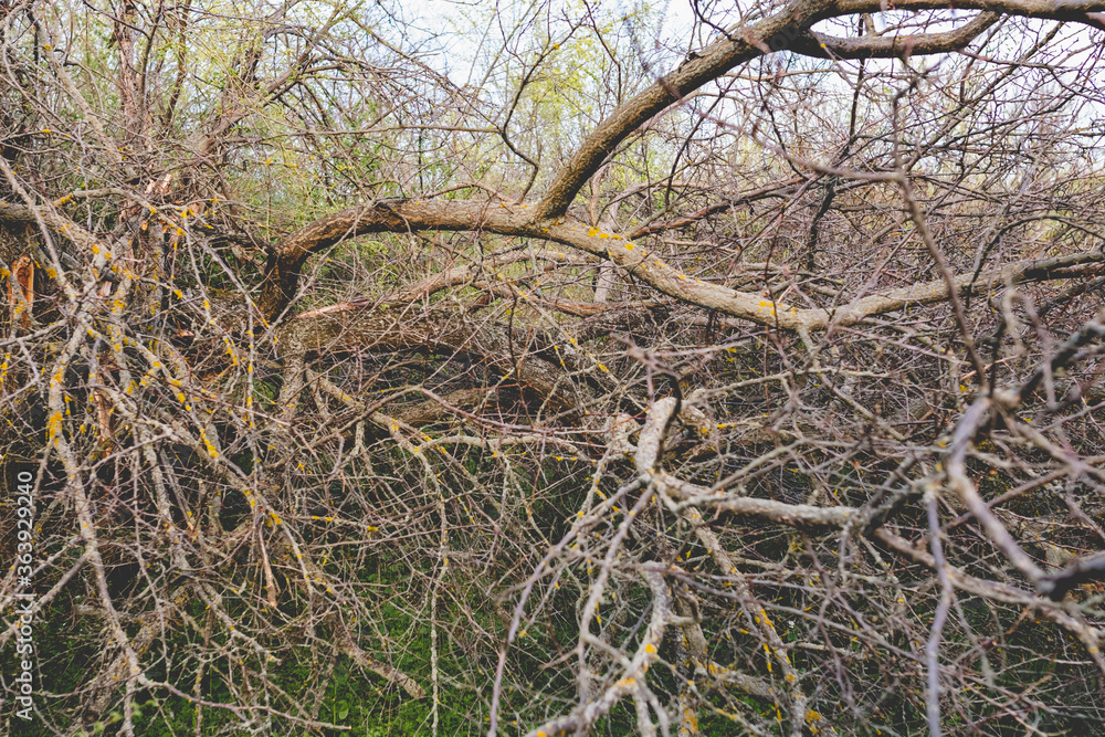 Colorful spring landscapes of nature with fallen trees after a storm, fallen large branches without leaves on green fresh grass and paths Colorful spring landscapes of nature with fallen trees after a storm, fallen large branches without leaves on green fresh grass and paths