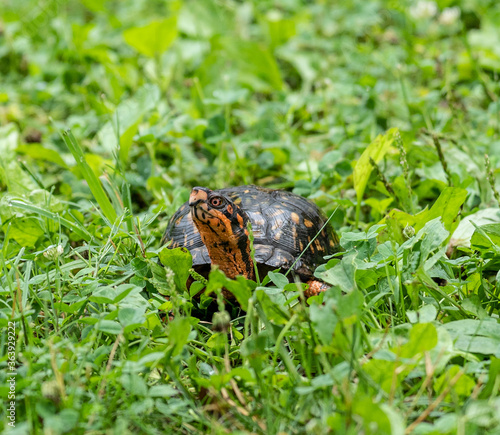 Eastern Box Turtle (Terrapene carolina Carolina) has bright coloration including red eyes.