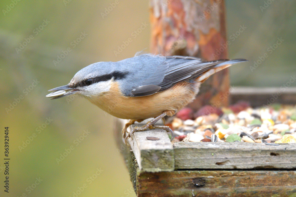 Fototapeta premium Portrait of a eurasian nuthatch on a feeder rack full of seeds and sunflowers