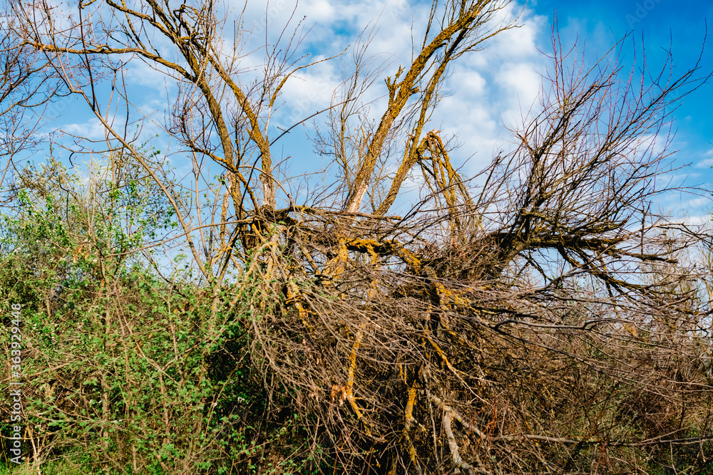 Fototapeta premium Colorful spring landscapes of nature with fallen trees after a storm, fallen large branches without leaves on green fresh grass and paths