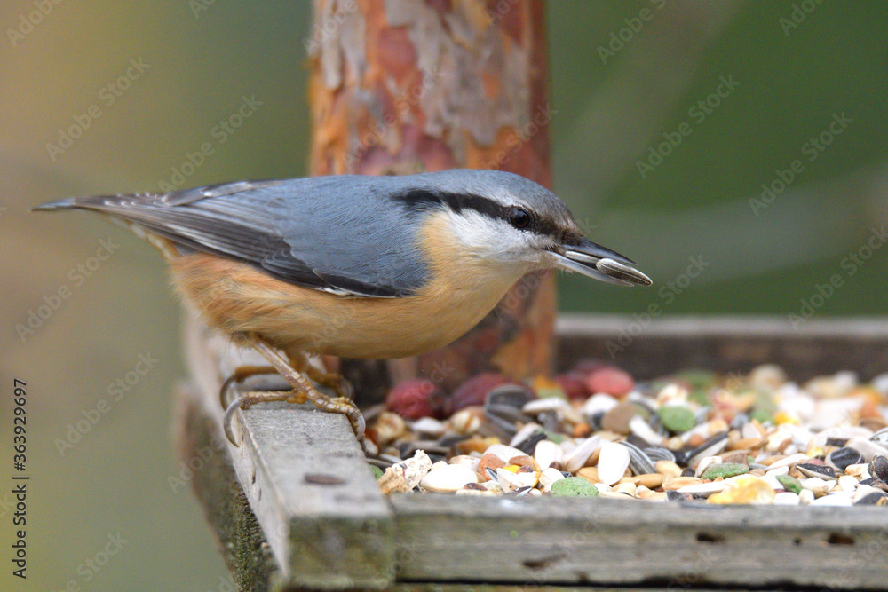 Fototapeta premium Eurasian Nuthatch close up as it has sunflower in its beak