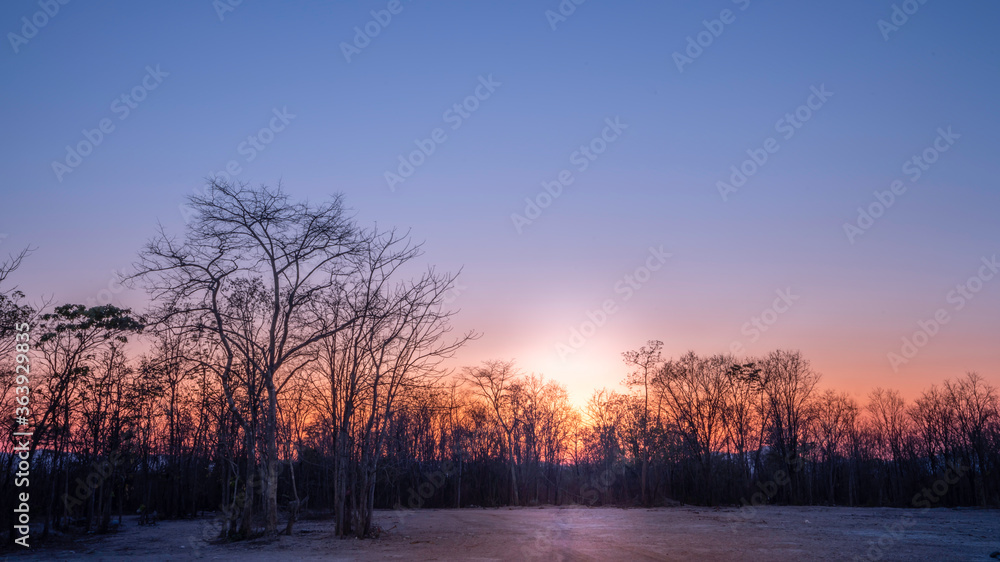 sunset in the forest sunset in the forest