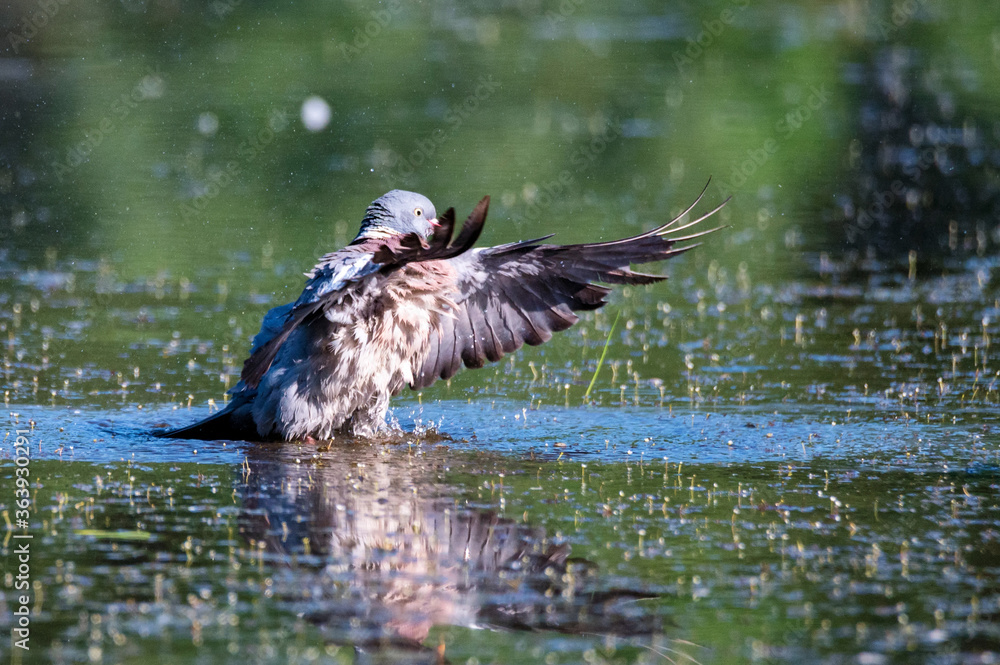 Fototapeta premium Wood Pigeon or Columba palumbus