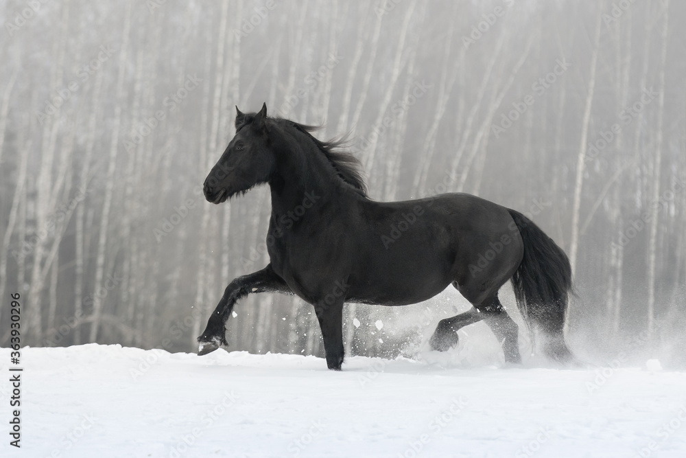 Beautiful black friesian horse with the mane flutters on wind running on the snow-covered field in the winter background Beautiful black friesian horse with the mane flutters on wind running on the snow-covered field in the winter background