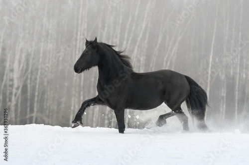 Beautiful black friesian horse with the mane flutters on wind running on the snow-covered field in the winter background © Svetlana