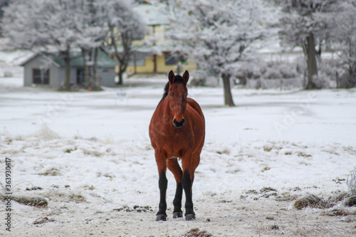 horse in winter © jeronimo