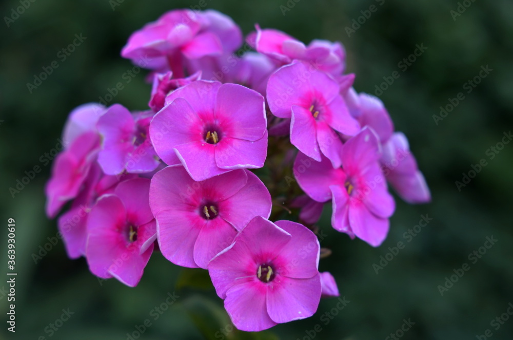 purple flowers in the garden purple flowers in the garden