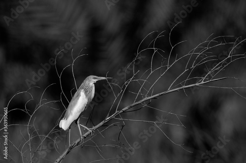 Squacco Heron perched on a twig at Buhair lake   Bahrain