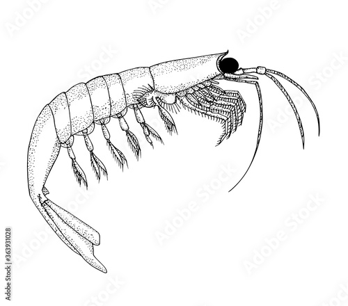 Krill. Hand drawn black vector pen realistic illustration.