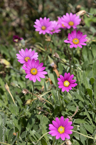 Pink Mesembryanthemums flowering in a garden in East Grinstead