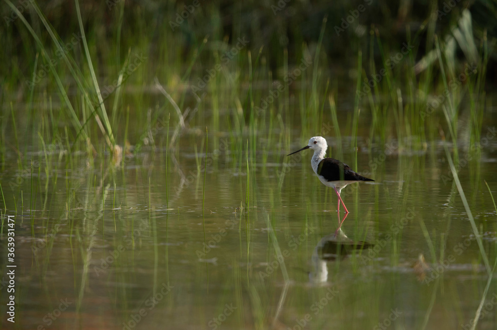 Naklejka premium Black-winged Stilt on green at Buhair lake , Bahrain