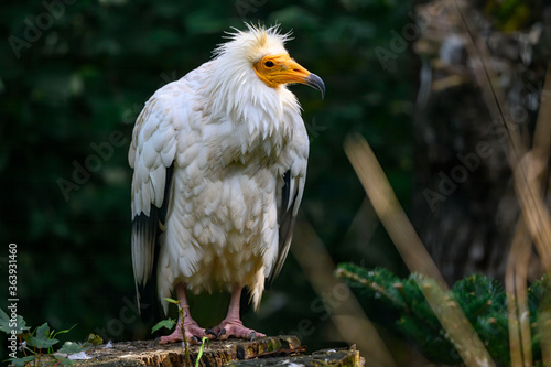 The Egyptian vulture (Neophron percnopterus), also called the white scavenger vulture or pharaoh's chicken, is a small Old World vulture and the only member of the genus Neophron. photo