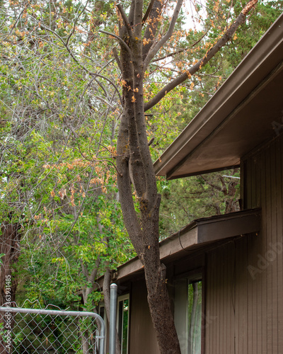 Tall maple tree was planted too close to a house and now needs to be cut down and removed.
