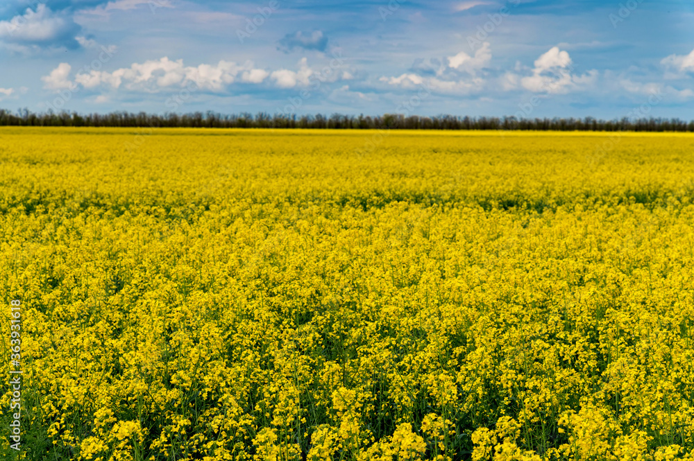 Field of bright yellow rapeseed in spring Field of bright yellow rapeseed in spring