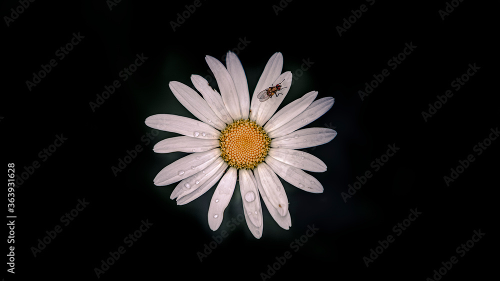 Obraz premium Chamomile flower closeup on the black background. Summer natural background
