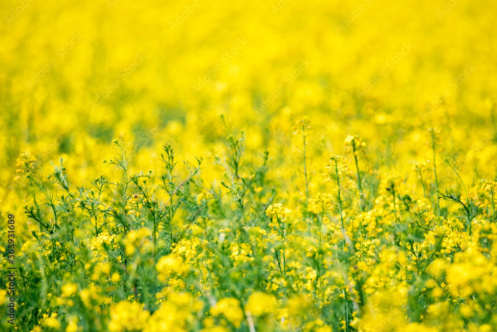 Field of bright yellow rapeseed in spring Field of bright yellow rapeseed in spring