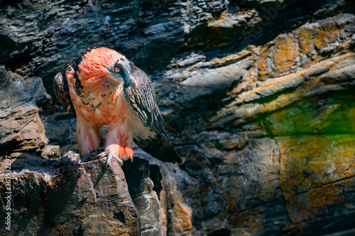 The bearded vulture (Gypaetus barbatus), also known as the lammergeier (or lammergeyer) or ossifrage, is a bird of prey and the only member of the genus Gypaetus.