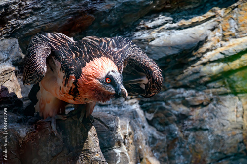 The bearded vulture (Gypaetus barbatus), also known as the lammergeier (or lammergeyer) or ossifrage, is a bird of prey and the only member of the genus Gypaetus.