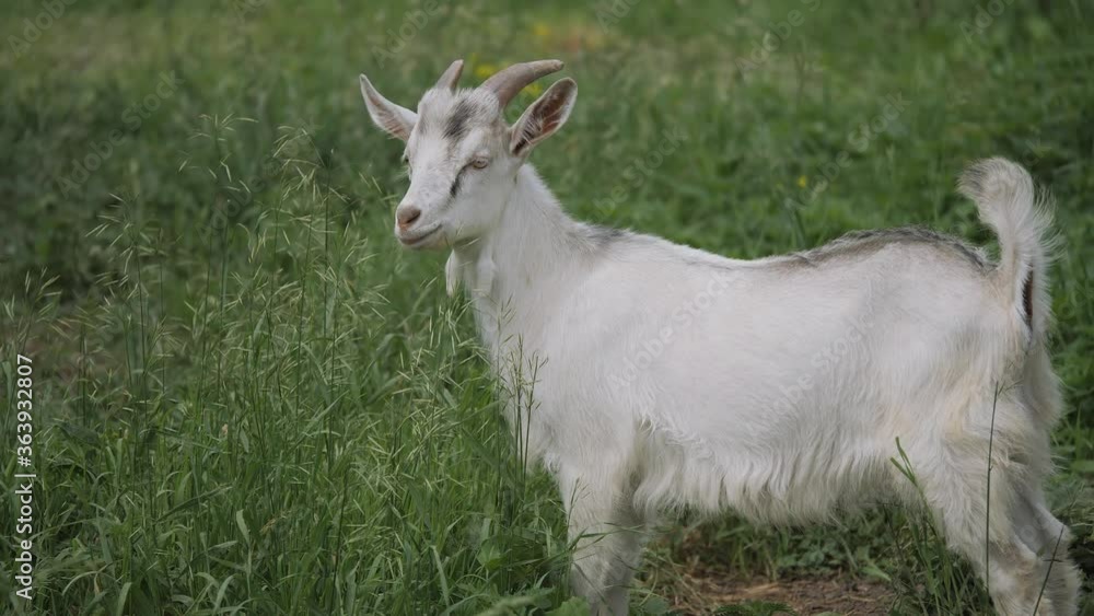 Zaanen goat. In the green grass. Zaanen goat. In the green grass.