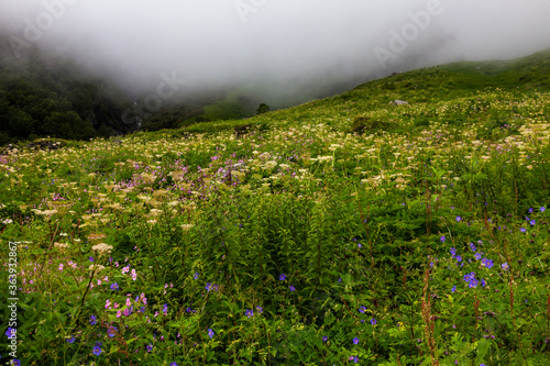 Floral Meadows and landscape inside the Valley of Flowers National Park in NandaDevi Biosphere Reserve of Uttarakhand state, India