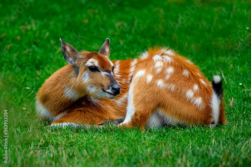 The sitatunga or marshbuck (Tragelaphus spekii) is a swamp-dwelling antelope found throughout central Africa,. photo