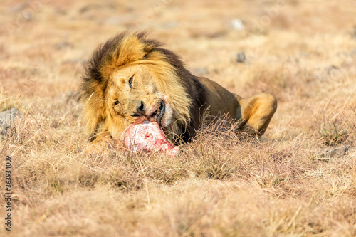 Male Lion Eating  South Africa.
