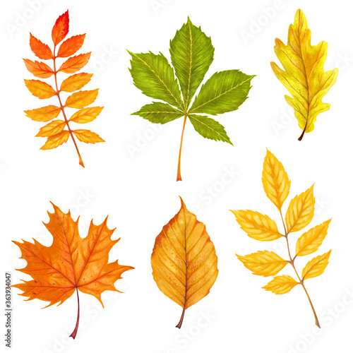 Watercolor  illustration of various autumn leaves. Beautiful  bouquet of yellow and red leaves  branches.