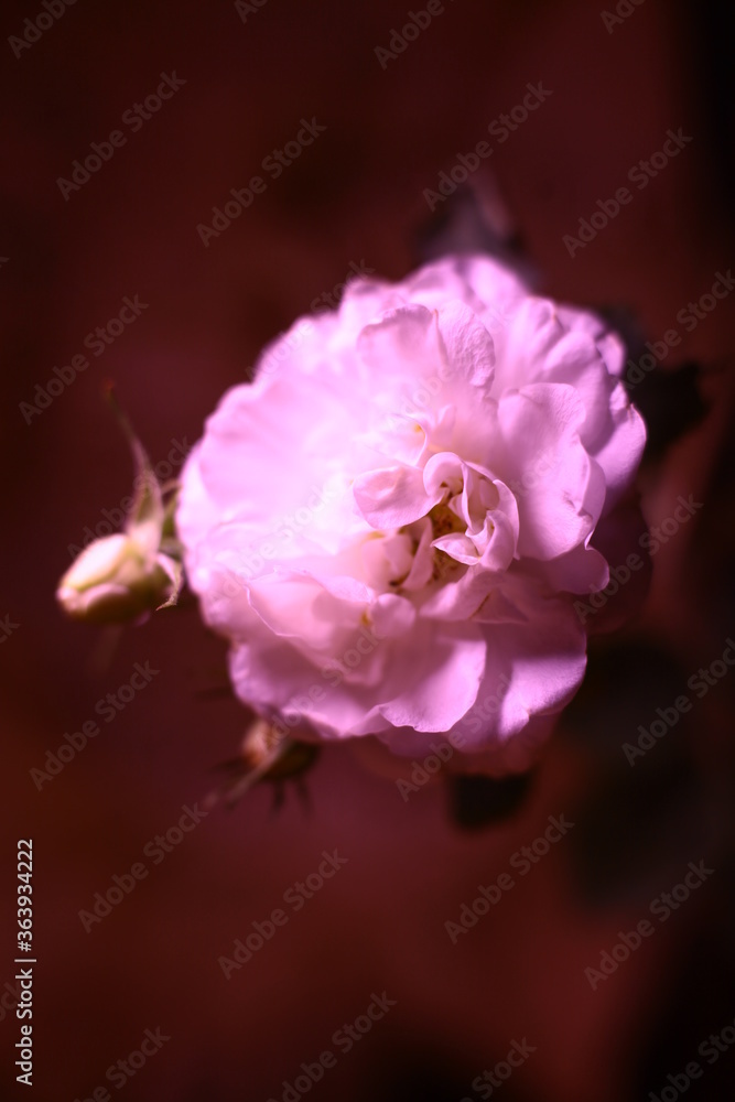 close up of a pink rose close up of a pink rose