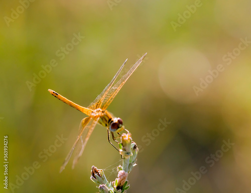 Dragonfly reaching a twig with the background blurred © SANTIAGO