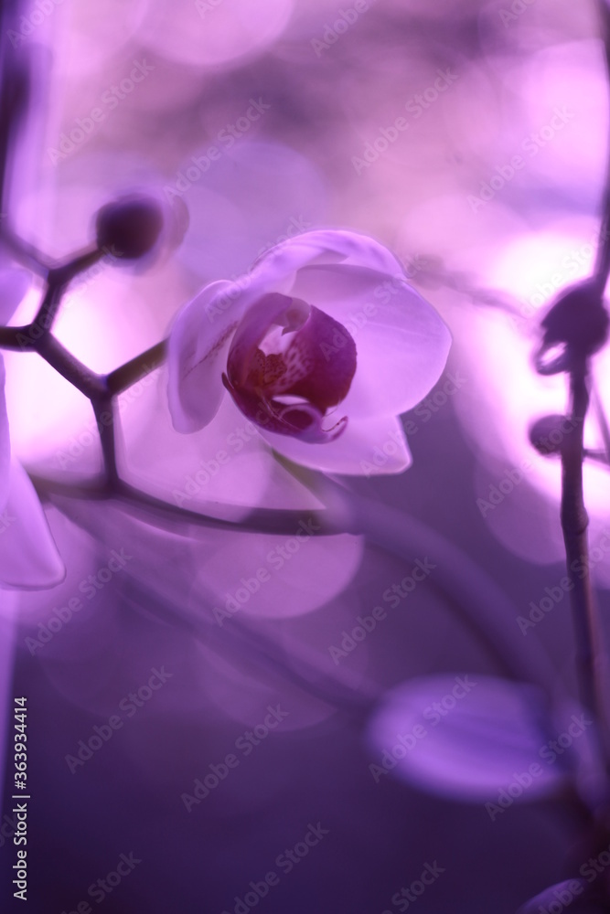 Fototapeta premium close up of purple orchid