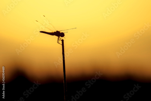 Dragonfly backlit in a sunset