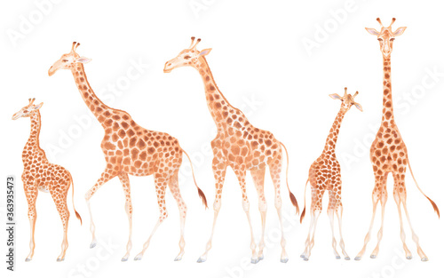 Watercolor cute realistic illustration of giraffes