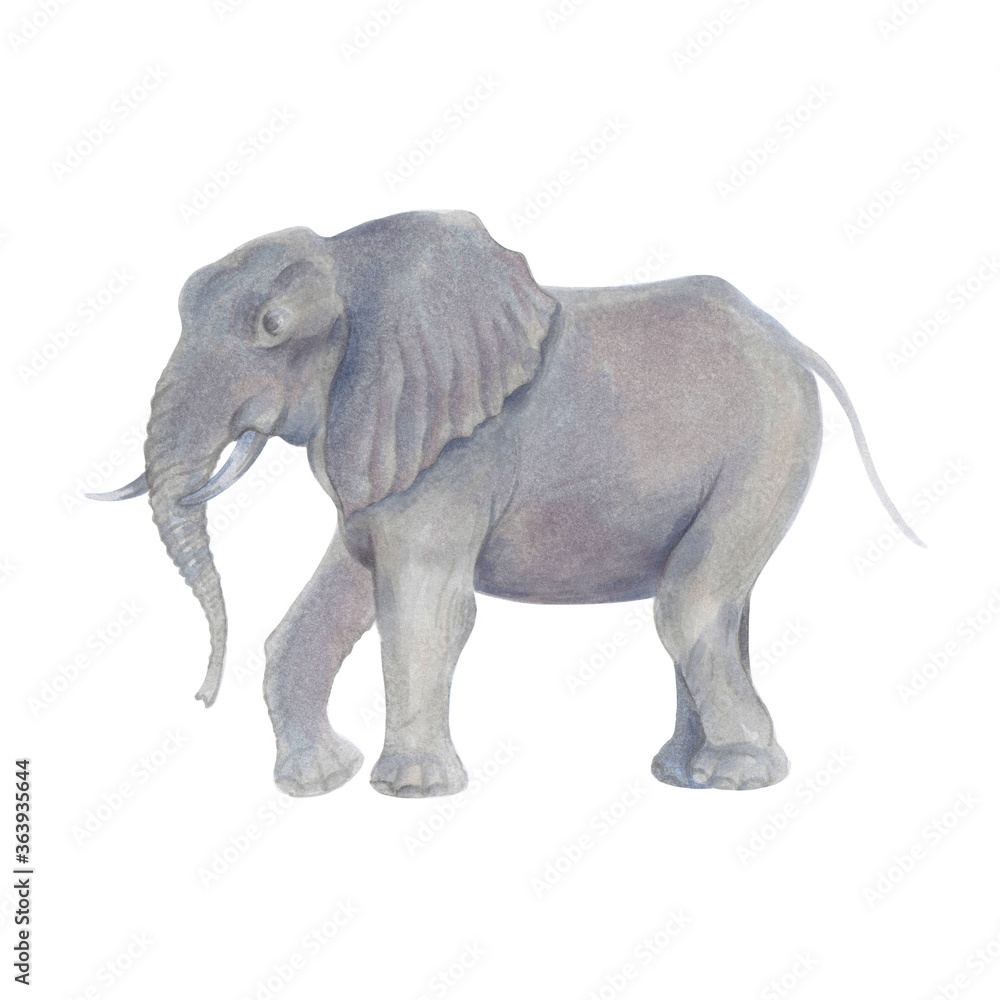 Obraz premium Watercolor marker cute realistic illustration of African elephant.