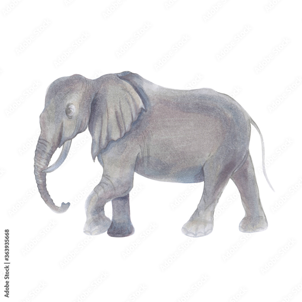 Watercolor marker cute realistic illustration of African elephant.