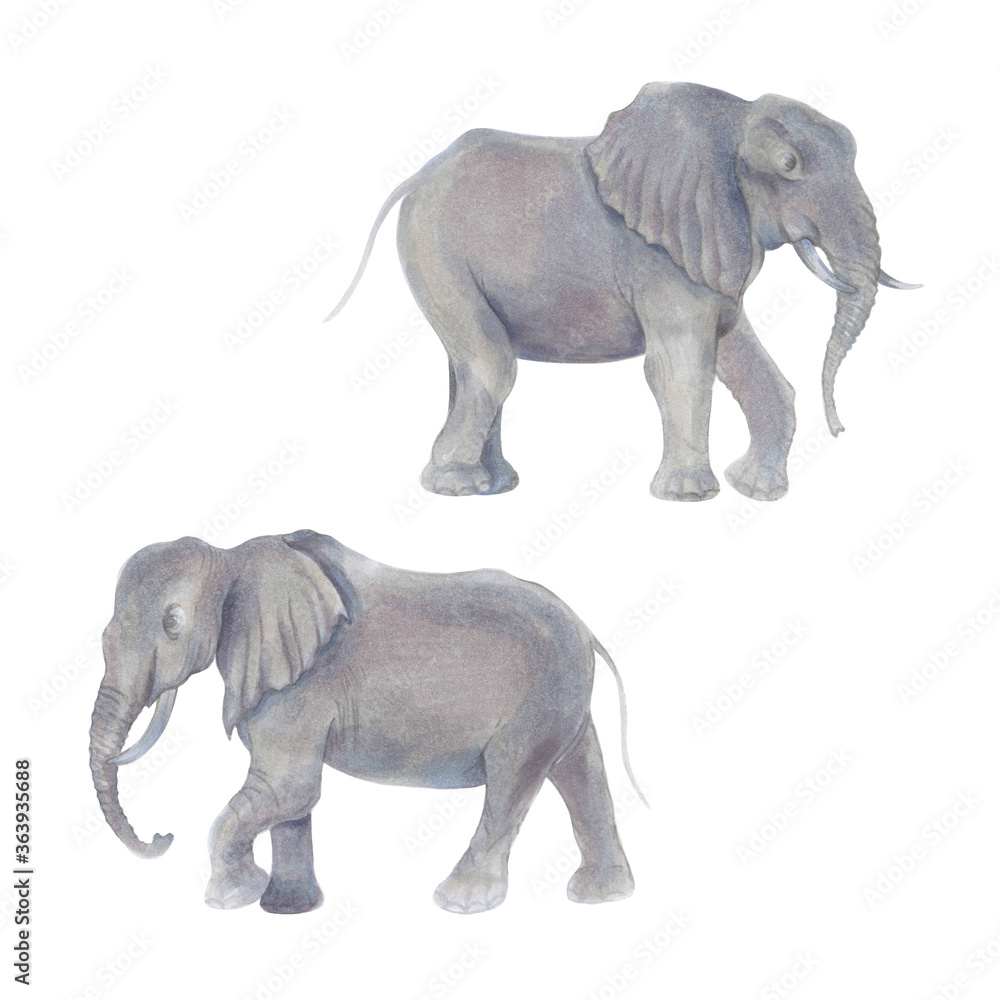 Watercolor marker cute realistic illustration of two African elephant.