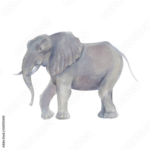 Watercolor marker cute realistic illustration of African elephant.
