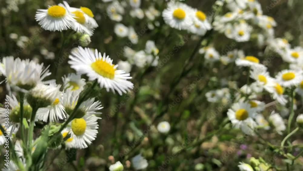 plants with yellow daisy-like flowers plants with yellow daisy-like flowers