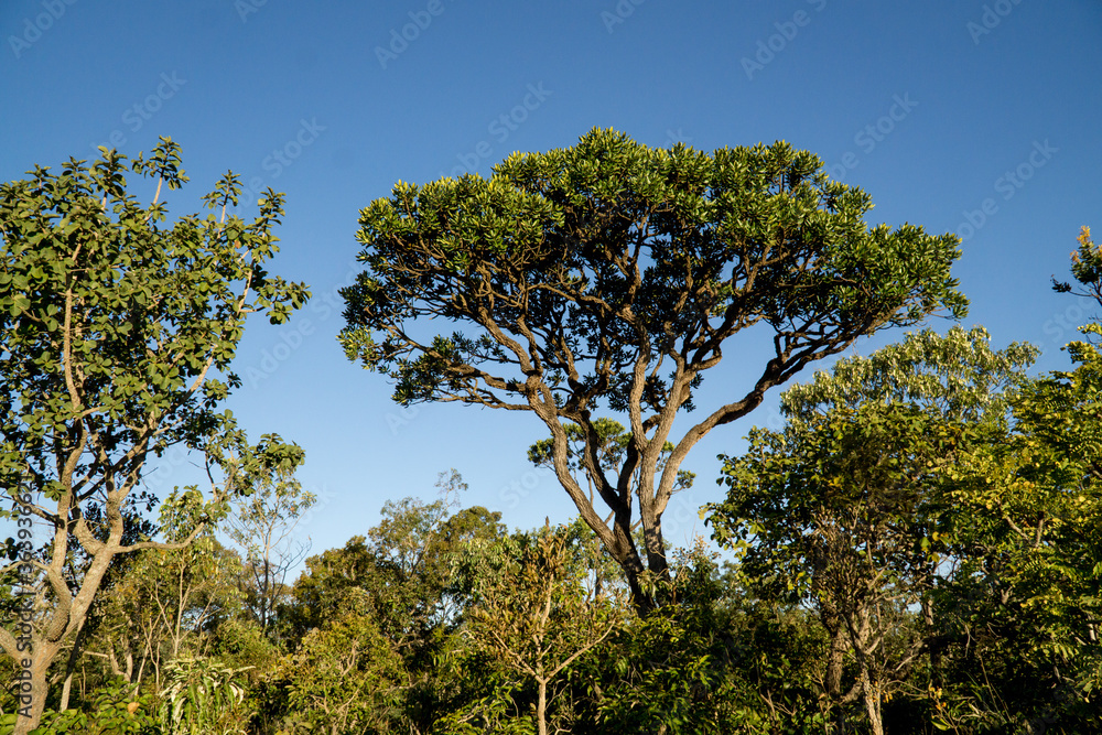 Typical Trees and Vegetation that can be found in the savannas or cerrados of Brazil 