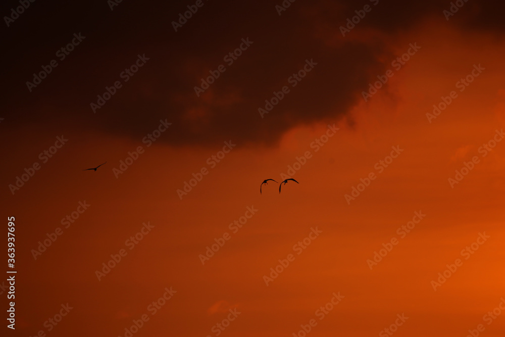 Fototapeta premium birds in the sunset