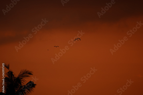 birds on sunset © Irfan M Nur