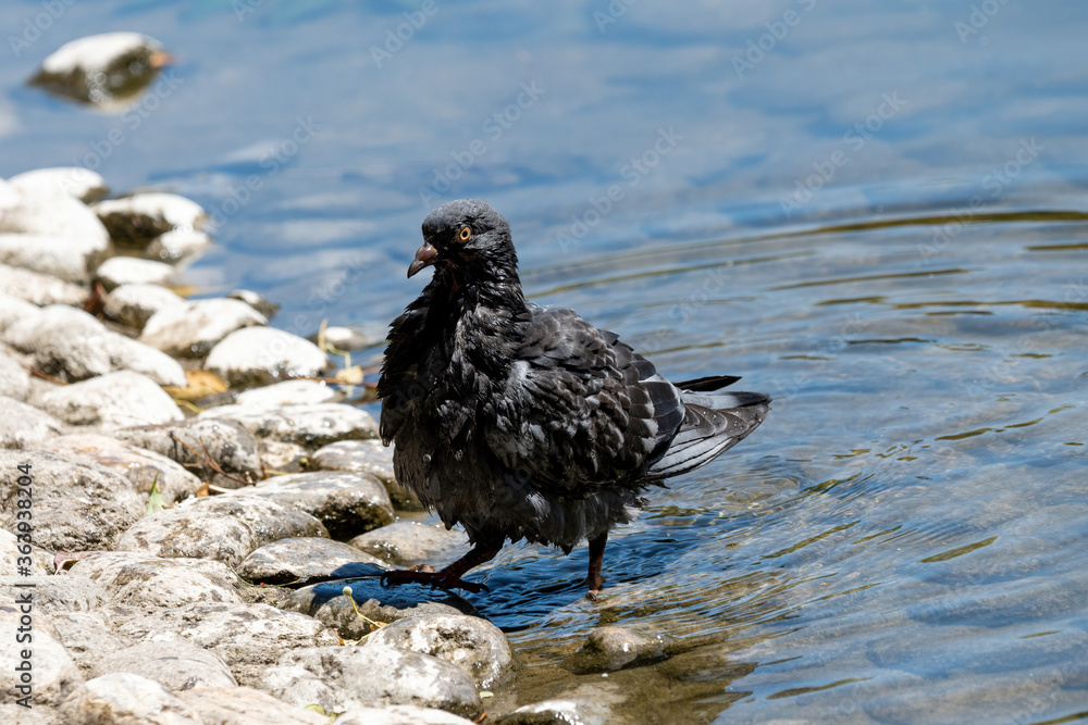 Pigeon. Dove. Beautiful pigeon close up. City birds. Pigeon. Dove. Beautiful pigeon close up. City birds.