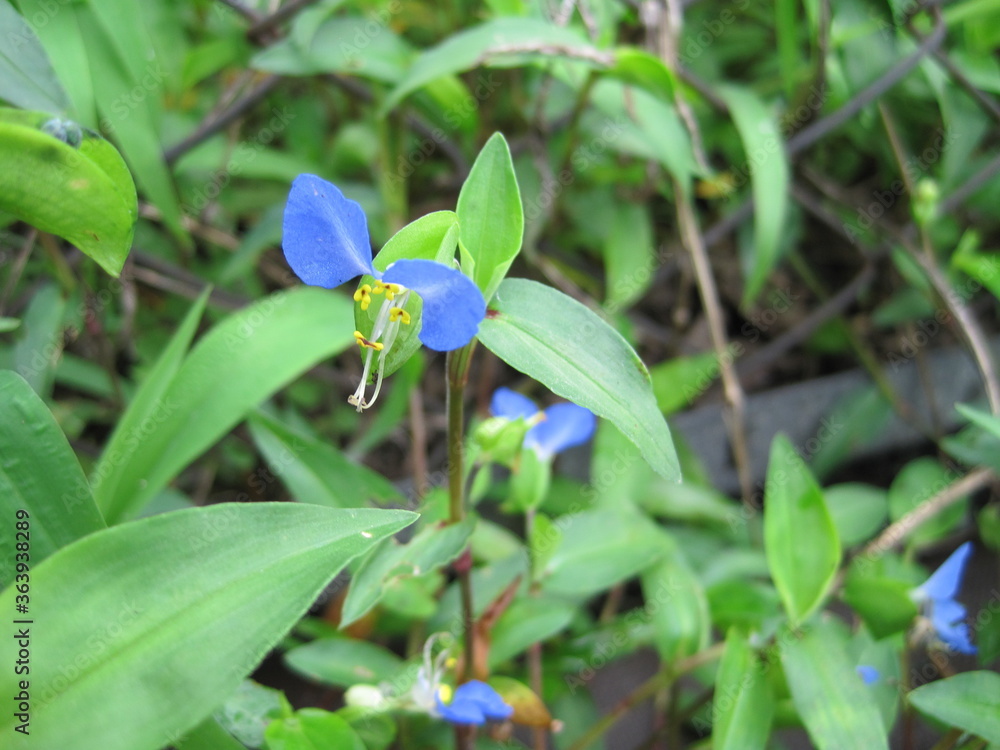 Obraz premium dayflower