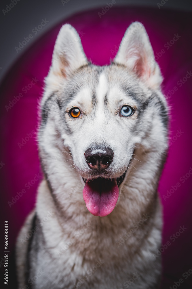 Husky with different eyes