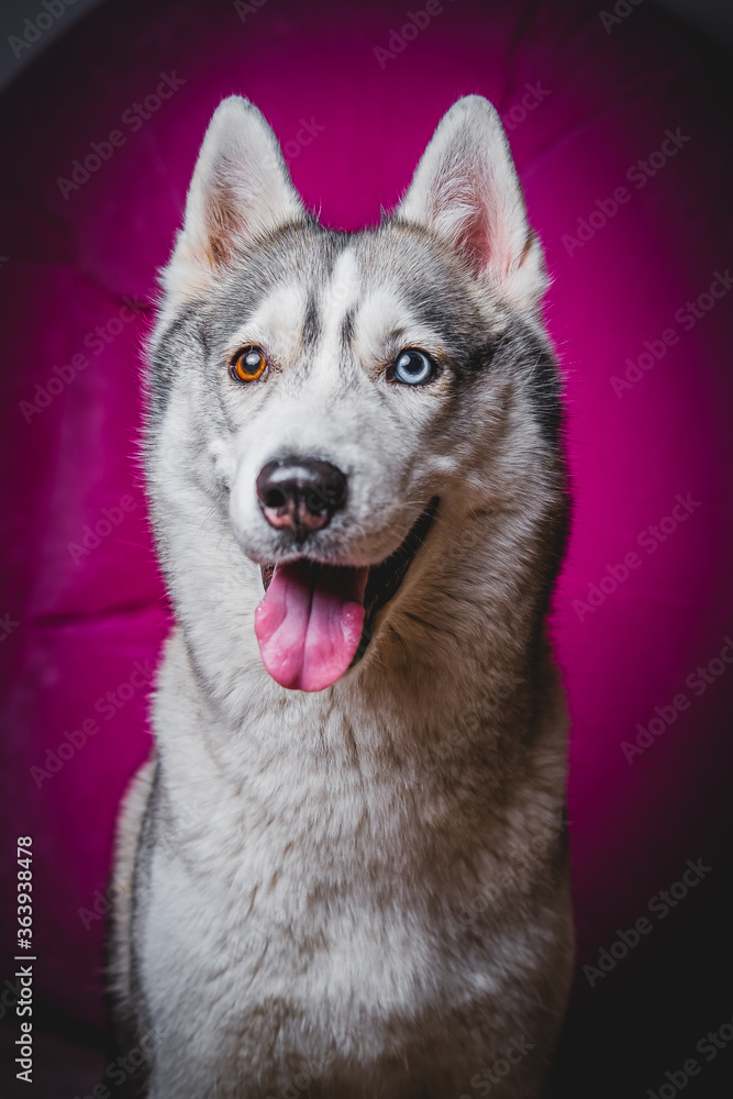 Husky with different eyes Husky with different eyes