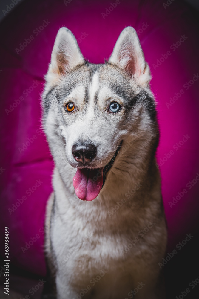Husky with different eyes Husky with different eyes