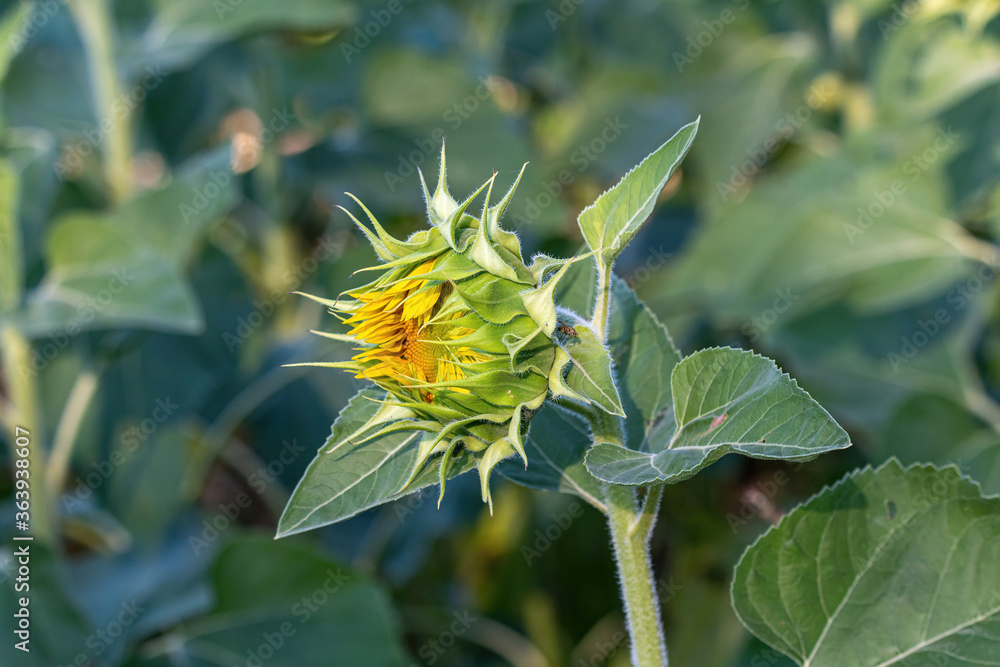 Beautiful yellow sunflower. Sunflowers in the sun. Agricultural landscape. Beautiful yellow sunflower. Sunflowers in the sun. Agricultural landscape.