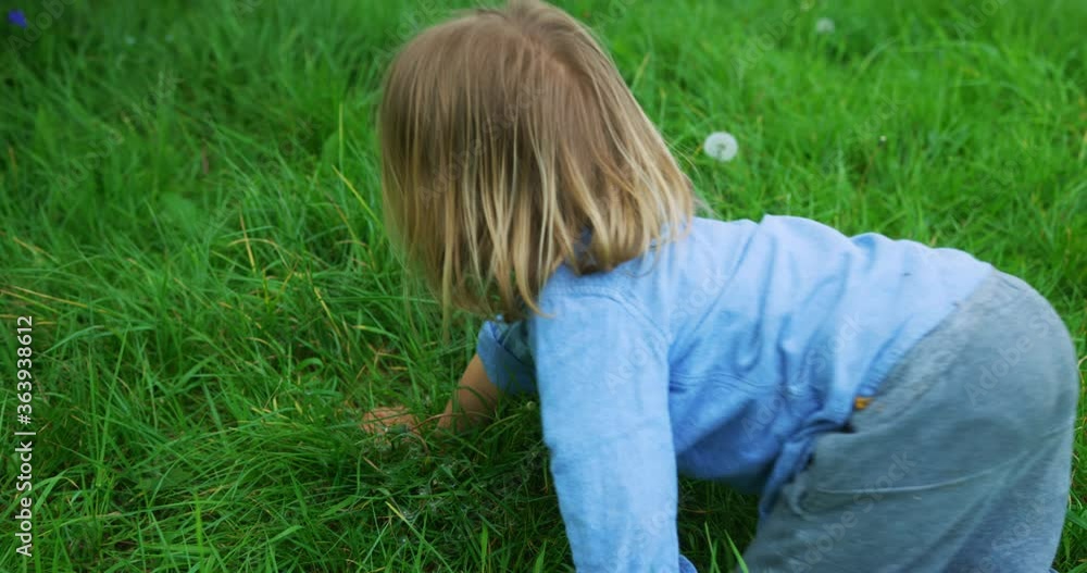 Little preschooler picking dandelions ina meadow Little preschooler picking dandelions ina meadow